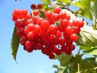 ЦЕЛЕБНАЯ КАЛИНА (Загляните в кладовую природы)