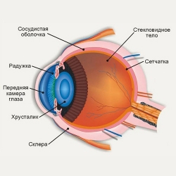 ИНТЕРЕСНЫЕ ФАКТЫ О ГЛАЗАХ (Удивительное в нашем организме)