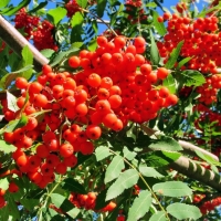 КРАСАВИЦА ОСЕНИ РЯБИНА (Загляните в кладовую природы)