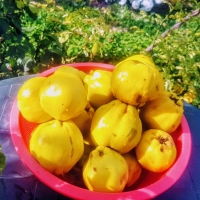 ОСЕННИЙ УРОЖАЙ (Здоровье без лекарств)