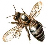 Целебные свойства пчелиного подмора
