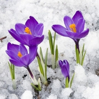 СОЦИАЛЬНО-МЕДИЦИНСКИЙ ПРОГНОЗ НА МАРТ 2026 ГОДА