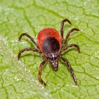 УКУСИЛ КЛЕЩ. ЧТО ДЕЛАТЬ? (Вам отвечает специалист)